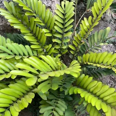A close-up of the beautiful, geometric leaves of a Zamia plant. Its resilience and unique texture make it a wonderful addition to any plant collection, and it is quite low-maintenance.