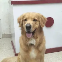 A handsome Golden Retriever looking fresh and clean after his grooming session. A well-groomed dog is a happy dog.