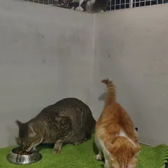 Three friends having their meal. Two are eating on the floor while another watches from a ledge above. Everyone gets their turn.