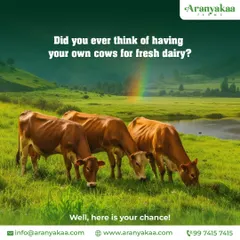 Have you ever thought of having your own cows for fresh, organic dairy? At my farms, this is a real possibility, connecting you directly to the source of your food.