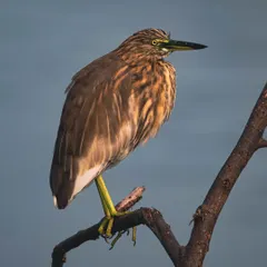 This portrait of a juvenile Indian Pond Heron is a personal favorite. The soft blue of the water in the background complements the warm brown tones of its feathers, and the golden light beautifully illuminates its form.