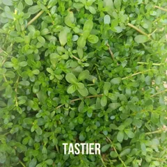 Many people report that hydroponically grown produce is tastier. When a plant does not have to struggle for nutrients, it can focus its energy on developing sugars and flavors, resulting in a superior taste.