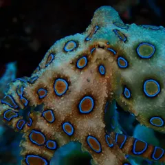 Look what we found in Malapascua! The stunning but highly venomous Blue Ring Octopus. It's a reminder that the most beautiful creatures in the ocean demand our respect.