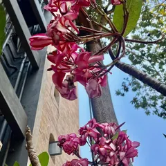 Looking up at clusters of pink Champa flowers against the sky. Proper care and placement ensure that even trees in urban environments can produce beautiful, fragrant blossoms season after season.