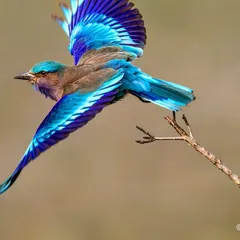 This is the Indian Roller, which we call Neelkanth. It is a bird connected to our legends, a symbol of Lord Shiva. Seeing this bird during Dussehra is considered very lucky. Capturing its beautiful blue wings in flight requires great patience, but the result is always a blessing to see.