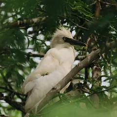 A white egret with a striking crest, partially hidden among the green leaves of a tree. I am always looking for a story with my camera, and sometimes it's found in the quiet watchfulness of wildlife.