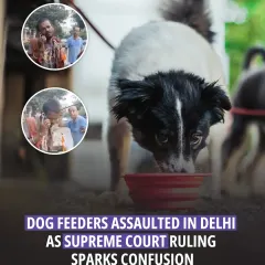 Confusion over a Supreme Court ruling has unfortunately led to assaults on dog feeders in Delhi. It's a tense situation, highlighting the need for clear communication and fair application of the law.