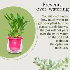 A key benefit of self-watering planters is that they prevent over-watering. The pot's reservoir system allows the plant to take only what it needs, maintaining optimum moisture without waterlogging the soil.