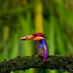The perfect Holi bird! The Oriental Dwarf Kingfisher displays a whole spectrum of colors. This photo, taken at Karnala Bird Sanctuary, captures the essence of the festival of colors in a single, beautiful creature.