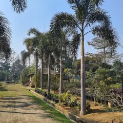 This is an example of how my Foxtail Palms can be used to line a driveway or path, creating a grand and elegant entrance for a resort or large residence.