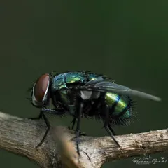 A macro shot of a Common Green Bottle Fly, its metallic green body shining in the light. This was taken with a dedicated 90mm macro lens.