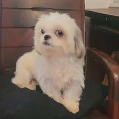 This fluffy white dog, likely a Maltese or a similar breed, is showing off a fresh haircut. The teddy bear cut is a popular choice that leaves them looking soft and cuddly.