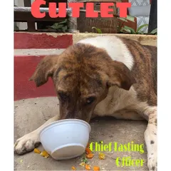 Cutlet, a beloved local indie, gives his enthusiastic approval. We make sure our food is tasty and loved by the very dogs we aim to serve, ensuring they get a meal they will truly enjoy.
