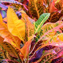 Croton plants are known for their stunning, multi-colored foliage, with leaves that can feature shades of yellow, orange, red, and green. They need bright, indirect light to maintain their vibrant coloring and add an exotic touch to any room.