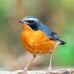 A male Indian Blue Robin shows off its brilliant orange and blue plumage. Capturing this shy bird out in the open at Green Valley Park was a rewarding experience.