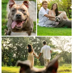Your engagement is your story, and your pet is a main character. For this couple's shoot with their beautiful Pitbull, Millie, we created a relaxed outdoor session that was all about their connection. The result was a series of authentic moments that were even better than their Pinterest board.