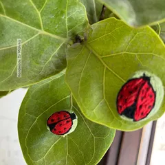 I love finding inspiration in nature. These little hand-embroidered ladybug badges felt so cheerful sitting on a fiddle leaf fig leaf. It’s a whimsical accessory that brings a small, happy detail to your day.