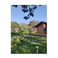 A residential landscape we designed, carefully weaving paths and structures around existing old-growth mango and tamarind trees. Our goal was to enhance the space while preserving the majestic trees that define it.