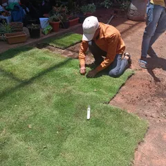 My team member is precisely cutting and fitting sections of natural grass turf. This image captures the skill and attention to detail required to create a flawless green landscape.