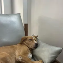There's nothing better than a comfy couch snooze. Luffy found the perfect spot to rest, feeling secure and content in his familiar surroundings.
