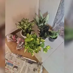 A customer's order ready for packing, including a Money Plant, Aglaonema, and Snake Plant. I ensure they are packed carefully for delivery.