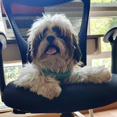 This is what my 'work from home' assistants look like! At my home boarding, your pup isn't just a guest; they're part of the family, free to find the comfiest spots, even if it's my office chair. It's all about that *ghar jaisa feel*.