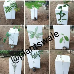 A collection of young trees and saplings we have in stock, perfect for starting a new garden or for plantation projects.