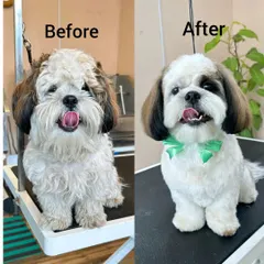 Charlie the Shih Tzu looking dapper in his new bow. A before-and-after shot shows just how much a good haircut can change a dog's appearance.