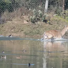 The terrified Nilgai plunges into the water to escape, scattering the waterfowl. The dogs, however, are undeterred and follow her into the wetland.