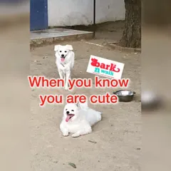 When you know you're cute, you just have to flaunt it. These two white beauties, a Toy Pomeranian and an Indian Spitz, bring so much joy to our mornings.