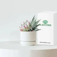 This succulent in a modern white pot with our branded packaging makes for a chic and easy-to-care-for gift. It's a great way to add a touch of greenery to someone's desk or home.