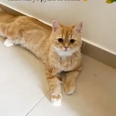 Another look at this lovely cat after a grooming session. I take pride in making my feline clients look and feel their best.