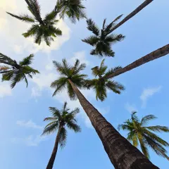 Looking straight up at towering palm trees against a blue sky. This simple yet effective composition, taken on my phone, creates a striking starburst pattern.