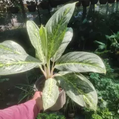 An Aglaonema 'Snow White', a type of Chinese Evergreen. Its large leaves are beautifully patterned with shades of green and cream.