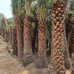 A close-up of the thick, textured trunks of the Date Palm trees I have available. These are healthy, well-established specimens ready for planting.