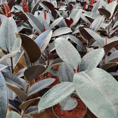 These are Rubber Fig plants, known for their striking, dark leaves. They are a popular choice for indoor plant arrangements and home decor.