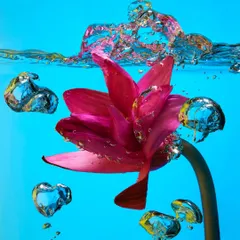 A creative experiment capturing a lotus flower submerged in water. The vibrant colors and frozen bubbles create a beautiful and abstract image, showcasing my skills in splash and liquid photography.
