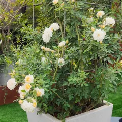 A beautiful white climbing rose thriving in a large container on a terrace. I provide the right soil, support structures, and plant choice to ensure even demanding plants like roses can flourish in a pot.