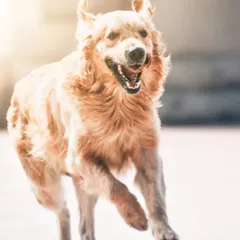 There's nothing like the sight of a Golden Retriever in full sprint. This action shot of Max captures his floppy ears, happy pant, and the beautiful motion of his run against a bright, natural backdrop.