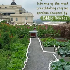 A view of the breathtaking rooftop garden I designed for the RAAS Devigarh heritage palace. This project shows how sustainability and luxury can coexist, creating a unique farm-to-table experience for guests.