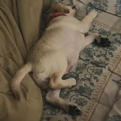 Our beds are their beds. We don't have kennels, so your baby is free to find their favorite comfy spot, just like this little sweetheart did. A good nap after a day of play is the best feeling.