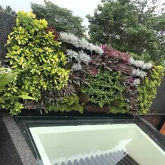 A vertical garden installed on a rooftop. This living wall uses a mix of foliage with different colors and textures, like variegated Schefflera and purple Tradescantia, to create a piece of living art that also provides a natural privacy screen.
