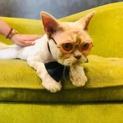 Boss the cat is looking sharp and sophisticated with his bow tie and glasses. He's ready for his close-up.