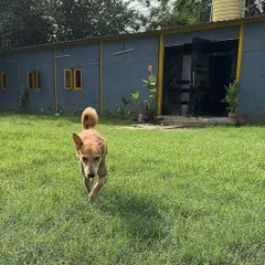 Moby, a happy indie, confidently strides across the lawn in front of our boarding rooms. The facility is designed to be open and inviting, giving dogs the feeling of a home, not a holding facility.