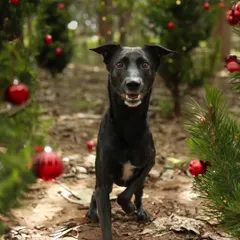 A happy little trot through the Christmas trees! I love capturing these action shots during holiday sessions, showing off your pet's joyful spirit.