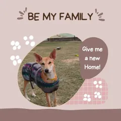 Julie is asking to be your family. She is a gentle and affectionate dog who already knows how to walk on a leash and enjoys being outdoors.
