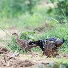 The Black Francolin courtship continues, with the male bowing low to the female.
