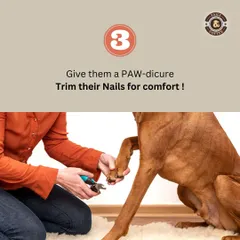A "paw-dicure" is essential for your dog's comfort. Trimming their nails regularly prevents pain and posture problems, allowing them to walk and run happily.