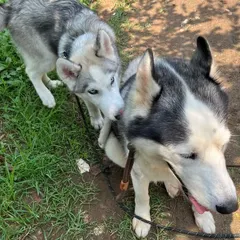 The play session begins. The younger Husky is curious and playful, getting close to his new friend.