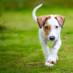 On the move! This little indie pup has a confident stride. Action shots aren't just about high speed, they're also about capturing that determined walk and forward momentum.